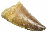 Fossil Prognathodontid Mosasaur Tooth - Morocco #364072-1